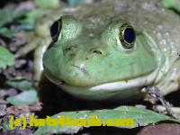 /home//u458753944/public_html/sourcegallery/////////////////////////Frogs/Bullfrogs 2020-09 Upper Merion/P9280694.JPG